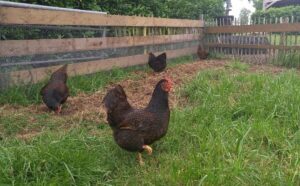 Kippen op Buitenplaats Drenthe
