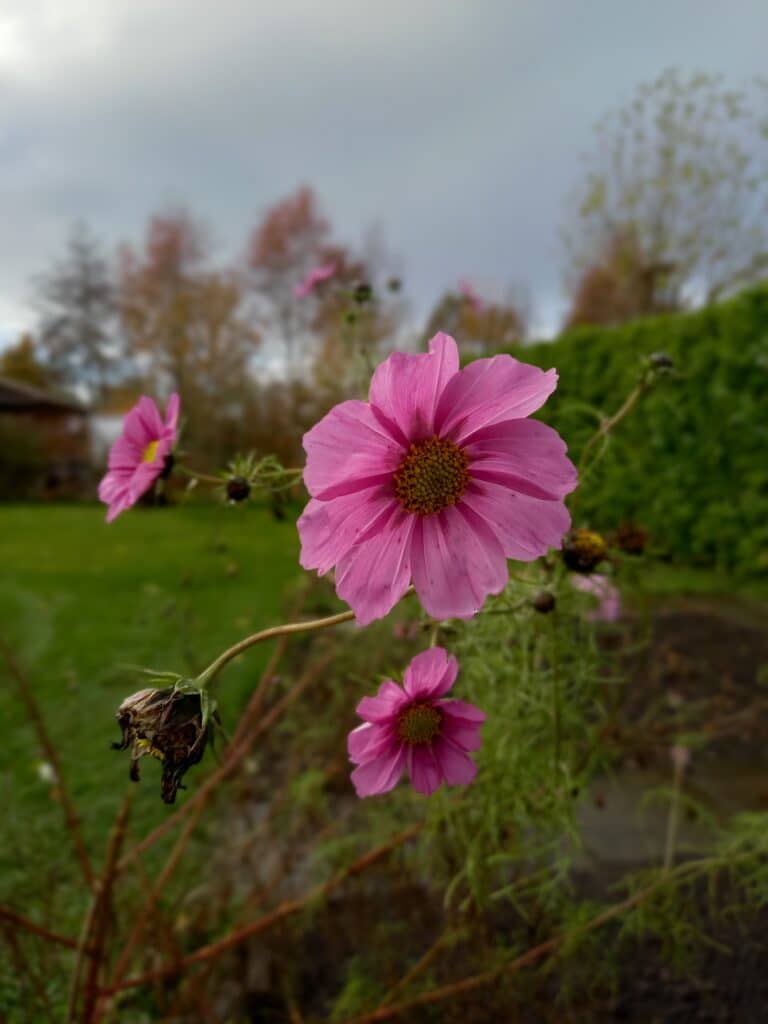 natuur op de camping