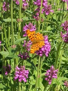 natuur op de camping